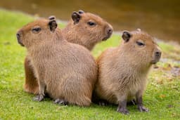 Capybara Blog